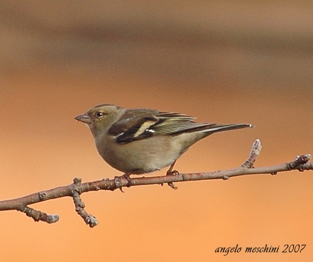 Fringuello Frinigilla coelebs